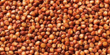 imagem do produto Sorgo