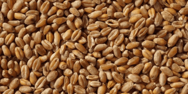 imagem do produto Trigo